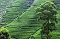 Sri Lanka ist berühmt für seinen Tee, den Ceylon-Tee.