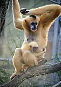 Der Gibbon ist ein Altweltaffe. Er lebt im Südosten Asiens.