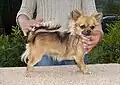 Hier sieht man, wie klein ein Chihuahua ist.