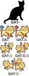 Das Wort Katze in katalanischer Sprache