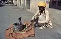 Bei diesem „Schlangen-Beschwörer“ aus Indien kommt eine Kobra aus dem Korb.