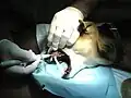 Ein Hund beim Zahnarzt für Tiere