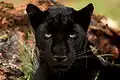 Schwarze Leoparden heißen Panther oder Schwarzer Panther.