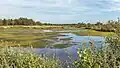 Ein Regenmoor in den Niederlanden, mit grünem Moos im Wasser