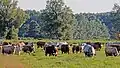Kühe auf der Weide