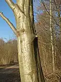 Die Borke der Grau-Erle