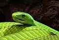 Die Gewöhnliche Mamba ist eine Giftschlange aus dem Osten Afrikas.