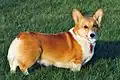 Ein Welsh Corgi. Die Queen besaß mehrere dieser Hunde.