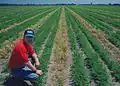 Dieser amerikanische Farmer setzt eine Reihe Roggen zwischen Reihen mit Karotten. So eine Mischung ist gut für den Erdboden.