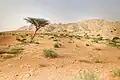 In der Wüste Dubais