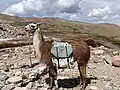Ein Lama als Lasttier