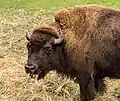 …ebenso wie der Amerikanische Bison.