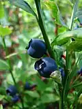 Beeren von nahem