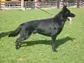 Auch in Schwarz ist er ein echter Deutscher Schäferhund.