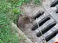 Ratten leben auch in Städten und halten sich in Abwasser-Kanälen auf.