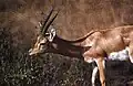 Die Indische Gazelle hat auffällige Hörner, die an eine Schraube erinnern.