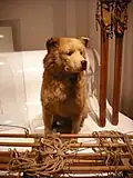 Amundsens Schlittenhund Obsersten, ausgestopft in einem Museum