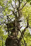 Hier in Russland hat sich ein Wilderer einen Ausguck in einem Baum gebaut.