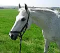 Ein weißes Pferd, wie diese Araber-Stute, wird auch Schimmel genannt.