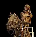 Dieser Reiter wurde vor etwa 250 Jahren zusammen mit seinem Pferd mumifiziert.