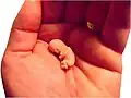 Embryo mit acht Wochen als Modell aus Kunststoff