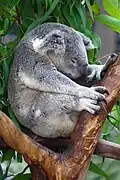 Schlafender Koala