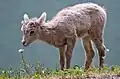 Dieses Lamm in Alberta ist ein Dickhorn-Schaf