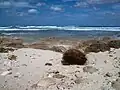 Eine Kokosnuss, die ins Wasser fällt, schwimmt manchmal Monate lang und Tausende Seemeilen weit. Irgendwo strandet sie und keimt.