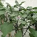 Blüten und Früchte gibt es an einer Pflanze gleichzeitig.
