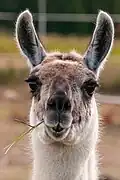 Die Ohren zeigen: Dieses Lama fühlt sich wohl.