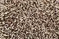 Igel-Stacheln von nahem