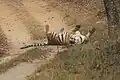 Ein Bengaltiger in einem Nationalpark in Indien