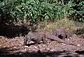 Die Komodowarane auf der Insel Komodo, Indonesien, sind die größten lebenden Echsen. Sie werden bis 80 Kilogramm schwer und über drei Meter lang.