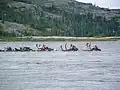 Rentiere schwimmen durch einen See in Kanada.