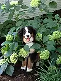 Die Welpen sind wie andere junge Hunde verspielt.