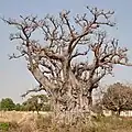 Ein großer Affenbrotbaum in Ghana
