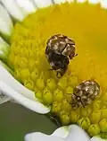 Ein Wollkrautblüten-Käfer auf einer Wiesen-Margeriten-Blüte