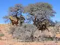 Siedelweber aus Afrika bauen gemeinsame Nester. Darin haben die Paare ihre eigenen Kammern.