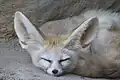 Der Wüstenfuchs oder Fennek ist der kleinste aller Füchse.