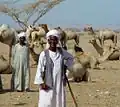 Bedscha-Beduinen in Ägypten mit Dromedaren