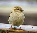 Auch Vögel machen Laute. Stimmbänder haben sie aber keine.