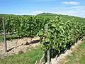 Weinreben in Rheinhessen