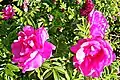 Wild wachsende Rosen
