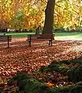 Ein deutscher Park im Herbst: Hier verliert eine Buche die Blätter.