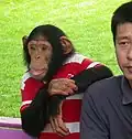 Schimpansen kann man gut an Menschen gewöhnen.