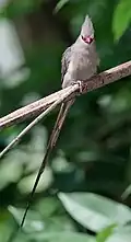 Ein Blaunacken-Mausvogel, wie er in Dschibuti lebt