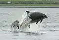 Ein Delphin mit zwei Jungtieren, bei Schottland