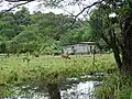Auf der Insel Ometepe werden auch Bananen angepflanzt.