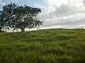 Eine Savanne in Panama, das in Mittelamerika liegt