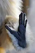 Ein Gibbon ist eine Affenart. Er kann mit dem Fuß genauso gut greifen wie mit der Hand.
